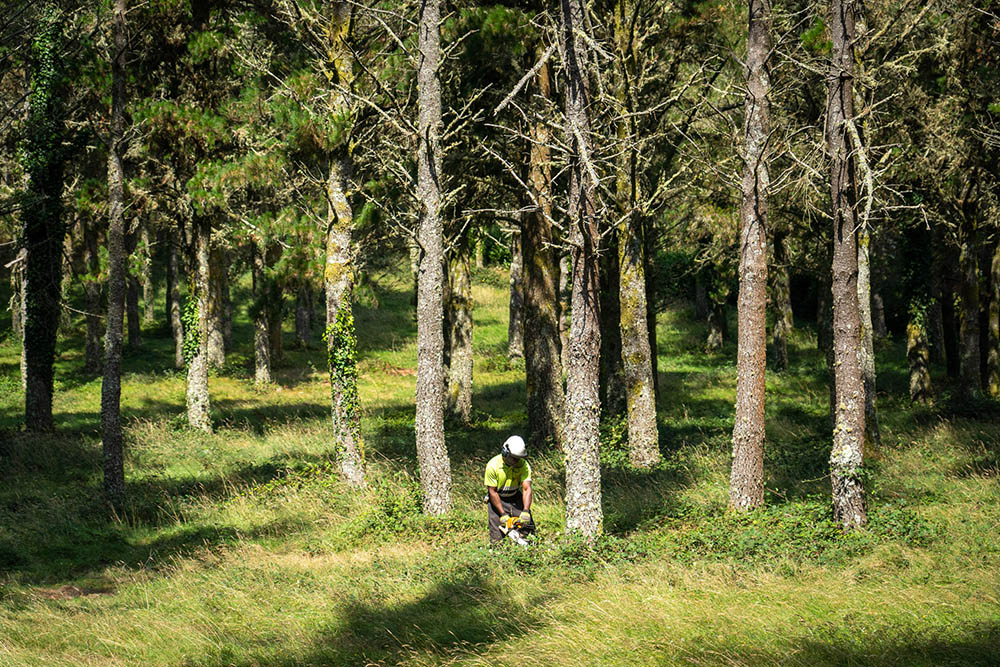 Bosque de pinos en Galicia
