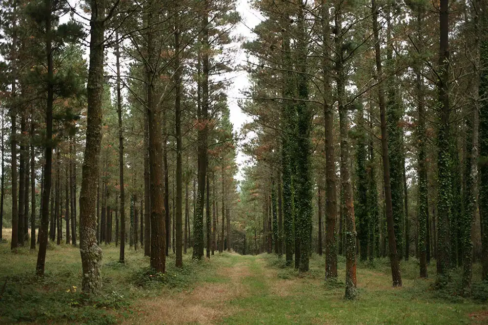 Biofilia es el amor por la naturaleza o el deseo de estar en contacto con ella