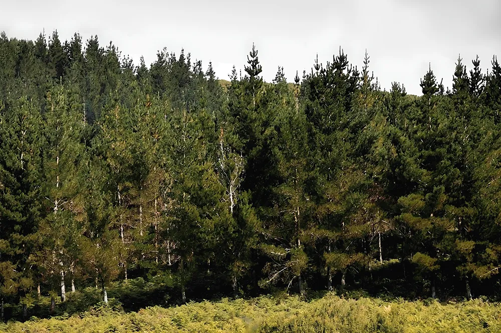 Crecimiento de la madera en árbol.