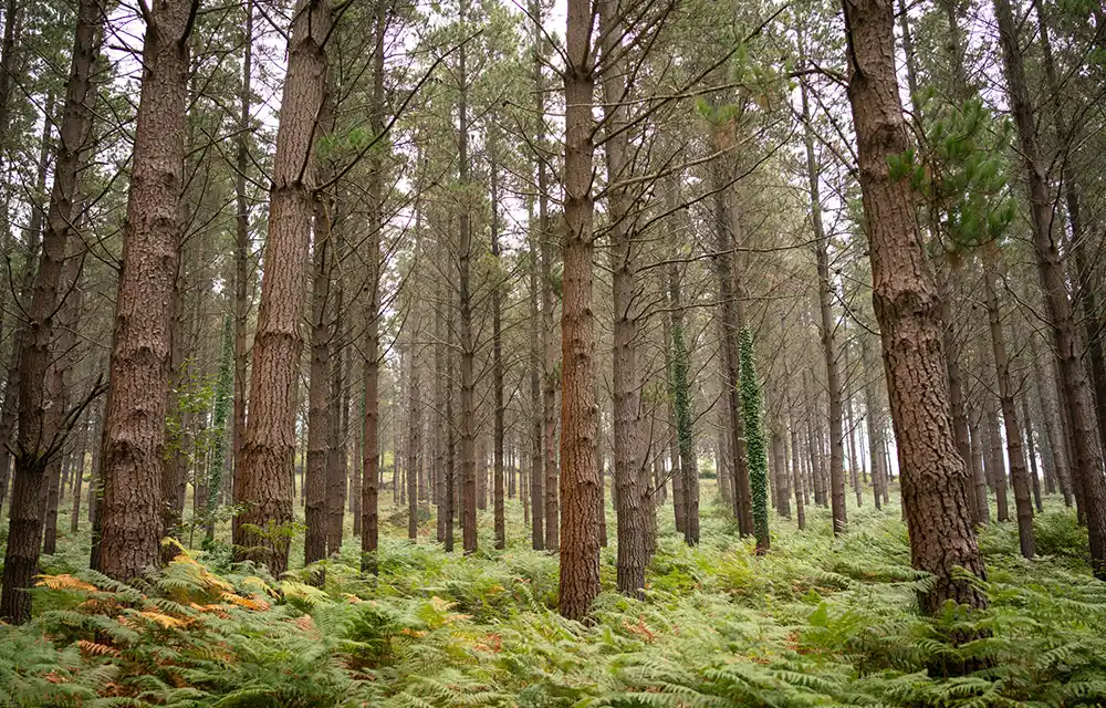 Bosque con certificado FSC de Gestión Forestal