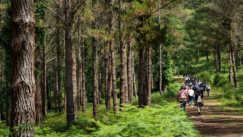 Gestión Forestal y del Medio Natural