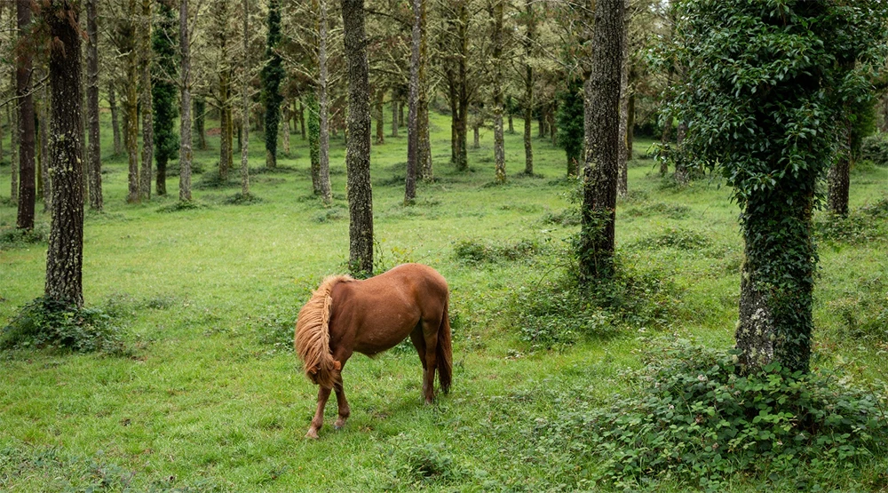 Gestión Forestal Sostenible